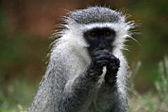 vervet monkeys addo IMG_3875.JPG